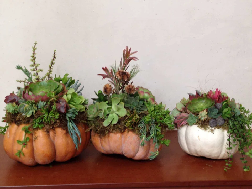 Event artwork for Holiday Succulent Pumpkins